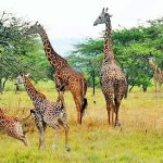 Facts-about-Akagera-National-Park Facts-about-Akagera-National-Park