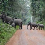 elephanst-crossing-the-road-at-Kibale-1024x934 elephanst-crossing-the-road-at-Kibale-1024x934